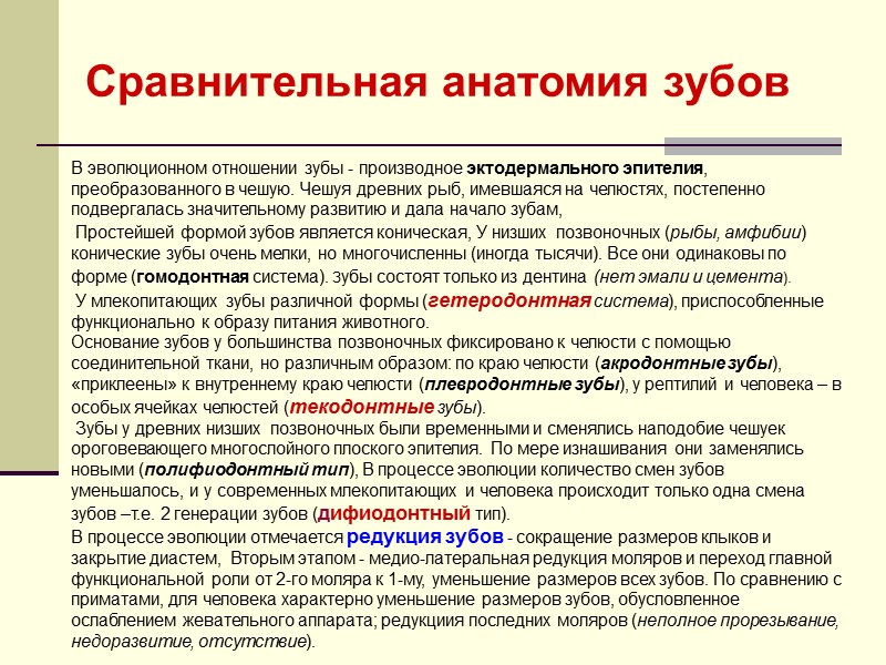 В эволюционном отношении зубы - производное эктодермального эпителия, преобразованного в чешую. Чешуя древних рыб,
